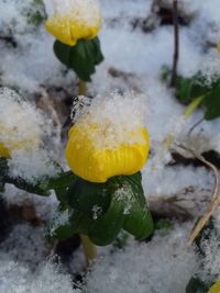 Close-up of wet yellow flower during winter