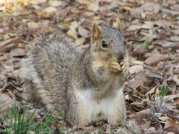 Close-up of squirrel on field