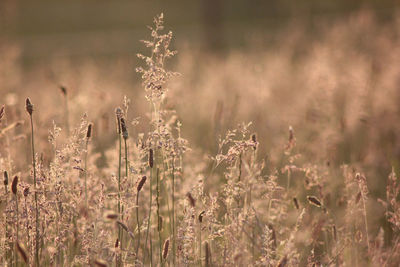 Close-up of stalks in field