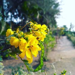 Close-up of yellow flowers