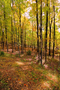 Trees in forest during autumn