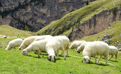 Sheep grazing in a field