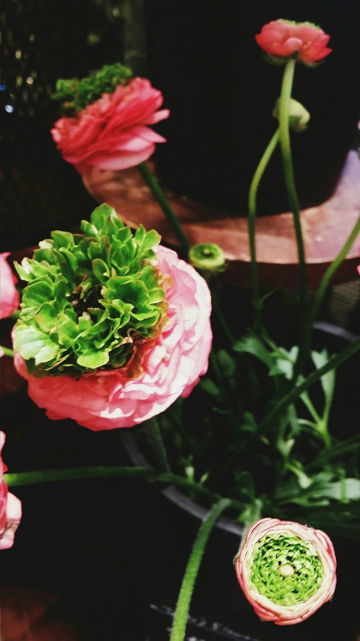 flower, freshness, fragility, growth, petal, plant, leaf, beauty in nature, close-up, nature, flower head, potted plant, pink color, indoors, stem, blooming, water, red, botany, table