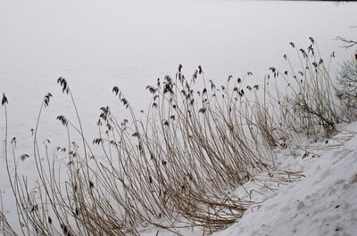 Close-up of grass on beach against sea