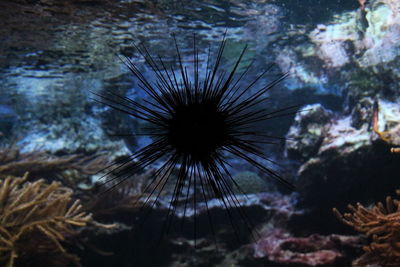 Close-up of jellyfish swimming in sea