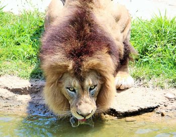 Lion in water