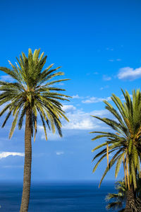 Low angle view of palm tree against calm blue sea