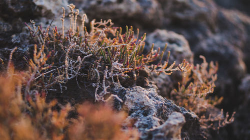 Frozen plants growing on rock