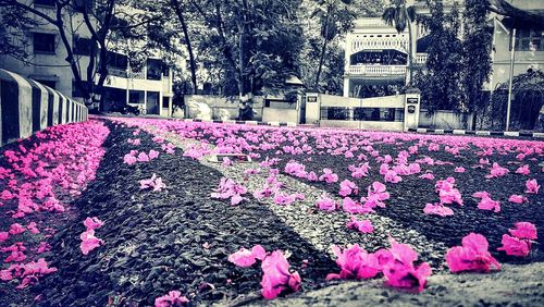 Pink flowers in backyard