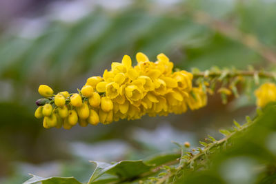 Close-up of yellow flowering plant