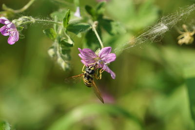 Spring flower and the bee