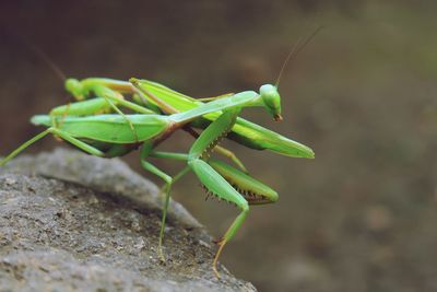 Close-up of insect