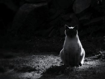 Portrait of cat sitting outdoors