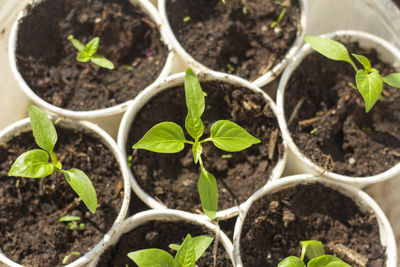 Seedlings, young sprouts grow in cups on the windowsill.