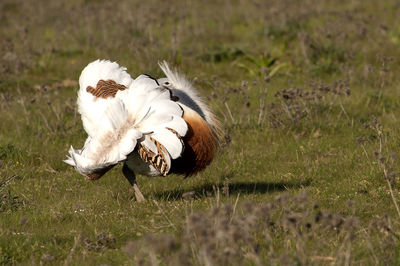 View of a bird on field