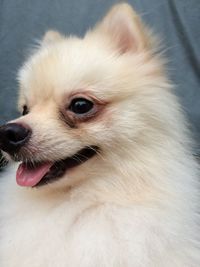 Close-up of a dog looking away