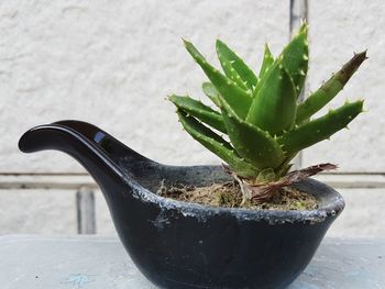 Close-up of cactus in potted plant