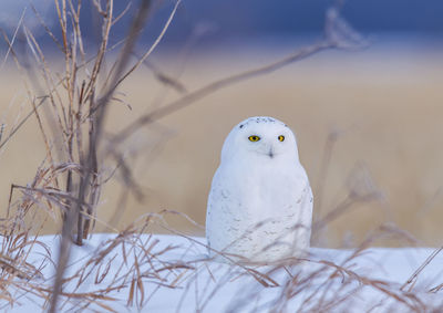 Close-up of owl perching on snow