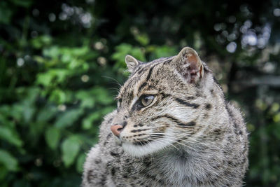 Close-up of a cat looking away