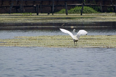 Bird flying over lake