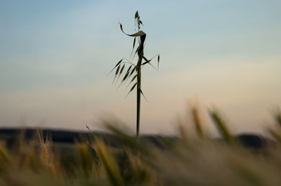 Close-up of silhouette plant on land against sky