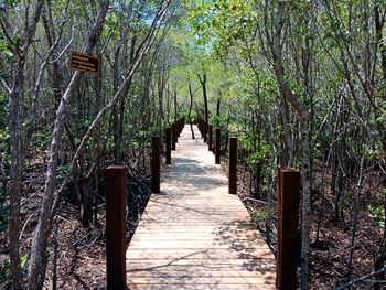 Wooden footbridge amidst trees in forest