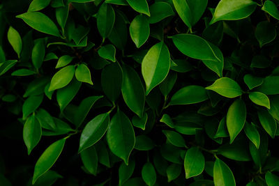 Full frame shot of green leaves