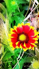 Close-up of yellow flowering plant