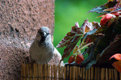 Close-up of bird perching on wall