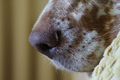 Close-up of a dog