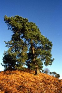 Low angle view of trees against clear blue sky