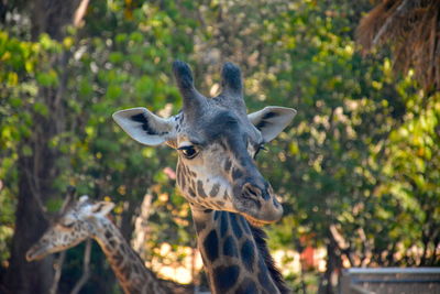 Portrait of giraffe