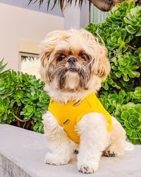 Portrait of dog sitting outdoors