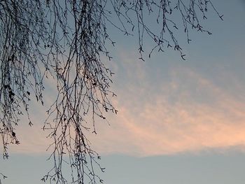 Low angle view of bare trees against sky at sunset