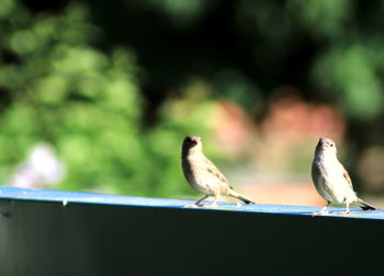 Close-up of bird perching outdoors