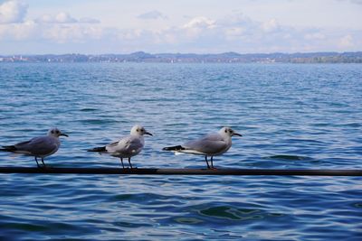 Seagulls on sea shore