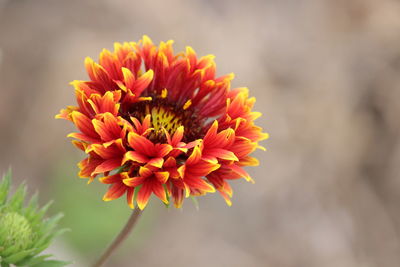 Close-up of orange flower