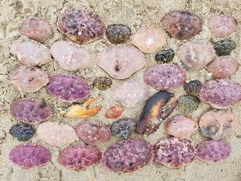 High angle view of shells on beach