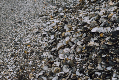 Full frame shot of a pile of shells