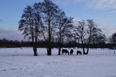 View of a horse on snow covered field