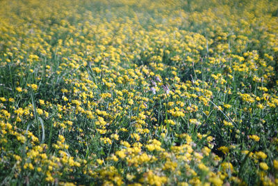 Full frame shot of yellow flowering plants on field