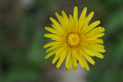 Close-up of yellow flower