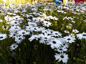 Close-up of white flowers blooming in field