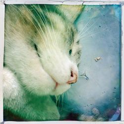 Cat looking away