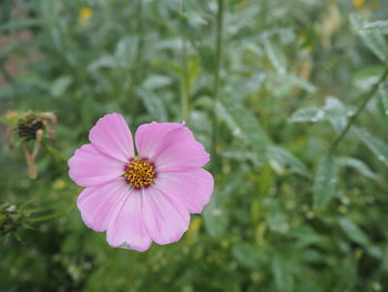 Close-up of pink flower