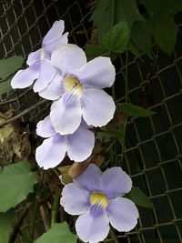 Close-up of white flowering plant