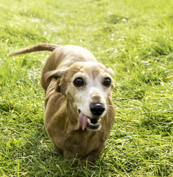 Portrait of a dog on field