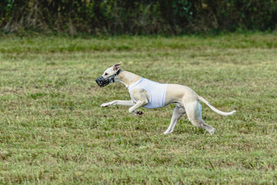 Running whippet dog in white jacket across the meadow on lure coursing