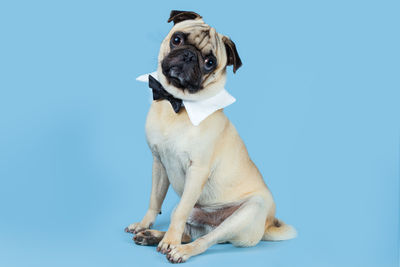 Close-up of dog against blue background