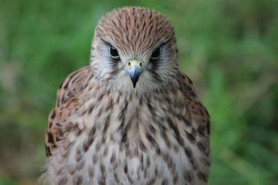 Close-up portrait of kestrel